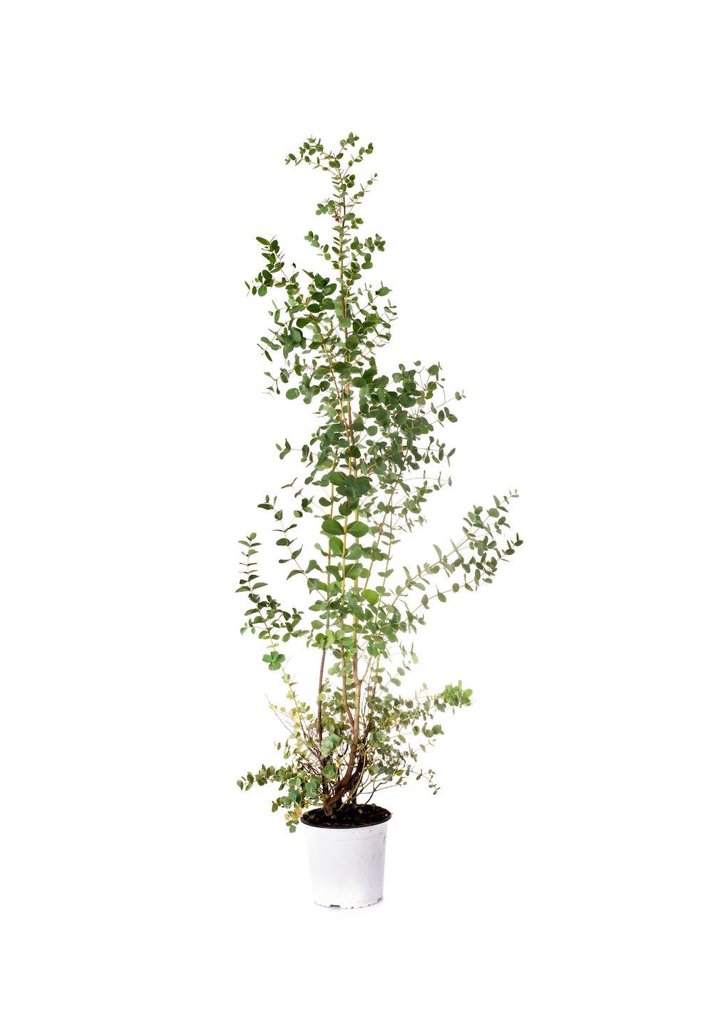 Pflanzen Weiglein - Trendpflanze Eukalyptus