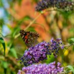 Flieder - Schmetterlingsflieder - Pflanzen Weiglein - Wiesentheid