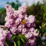 Flieder - Schmetterlingsflieder - Pflanzen Weiglein - Wiesentheid