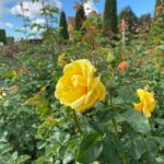 Rosenzeit - Auch im Herbst blühen Rosen - Pflanzen Weiglein