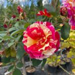 Rosenzeit - Auch im Herbst blühen Rosen - Pflanzen Weiglein