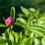 Blumenzwiebel auch für Kübel​ - Pflanzen Weiglein - Wiesentheid