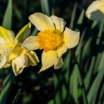 Blumenzwiebeln - Pflanzen Weiglein - Wiesentheid