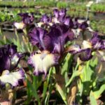 Schwertlilien: Prächtige Farben und elegante Formen - Pflanzen Weiglein - Wiesentheid