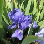 Schwertlilien: Prächtige Farben und elegante Formen - Pflanzen Weiglein - Wiesentheid