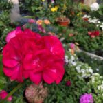 Sommerliche Schönheiten für Balkon und Garten - Pflanzen Weiglein - Wiesentheid