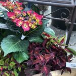 Sommerliche Schönheiten für Balkon und Garten - Pflanzen Weiglein - Wiesentheid