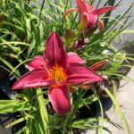 Taglilien: Farbenfrohe Blütenzauber für euren Garten bei Pflanzen Weiglein! 2