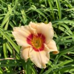 Taglilien: Farbenfrohe Blütenzauber für euren Garten bei Pflanzen Weiglein! 4