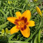 Taglilien: Farbenfrohe Blütenzauber für euren Garten bei Pflanzen Weiglein! 6