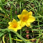 Taglilien: Farbenfrohe Blütenzauber für euren Garten bei Pflanzen Weiglein! 8