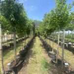 Erfrischende Klimabäume für Ihren Garten!