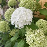 Hortensien - Pflanzen Weiglein - Wiesentheid 3
