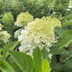 Hortensien - Pflanzen Weiglein - Wiesentheid 7