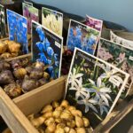 Entdecken Sie unser vielfältiges Angebot an Knollen und Blumenzwiebeln