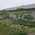 Gartenbonsai als Formgehölz vor dem Gebäude bei Pflanzen Weiglein in Geesdorf