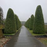 Allee aus kegelförmig geschnittenen Gehölzen in der Gärtnerei Pflanzen Weiglein bei Regen